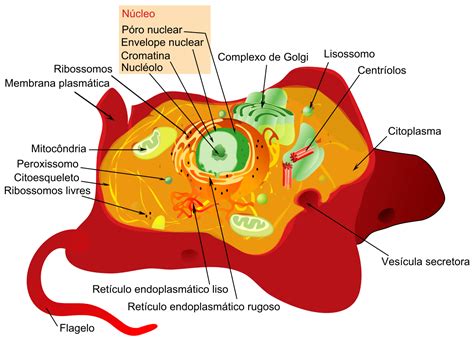 Célula Eucariota Conceptos Estructura Funciones Tipos Y Ejemplos