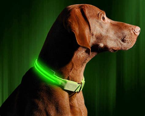 The 9 Best Dog Collars Of 2023