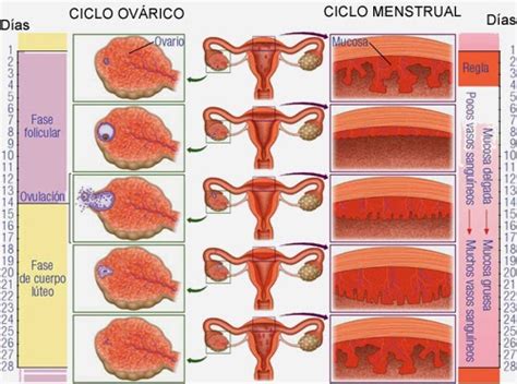 Biologia 6º De Secundaria Aparato Reproductor Femenino