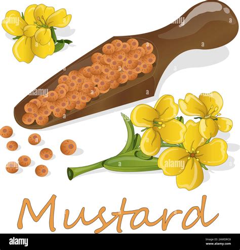 Collection Of Mustard Vector Illustrations Mustard Seeds Flower
