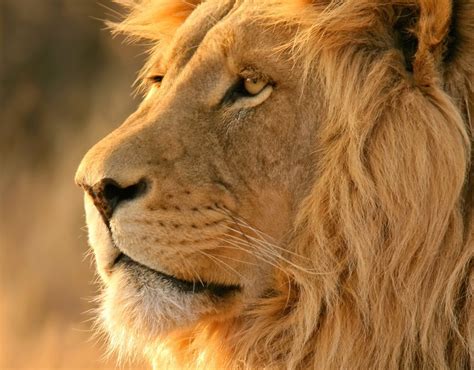 African Lion Safari Wallpaper Free Lion Downloads