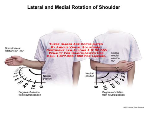 1111208c Lateral And Medial Rotation Of Shoulder Anatomy Exhibits