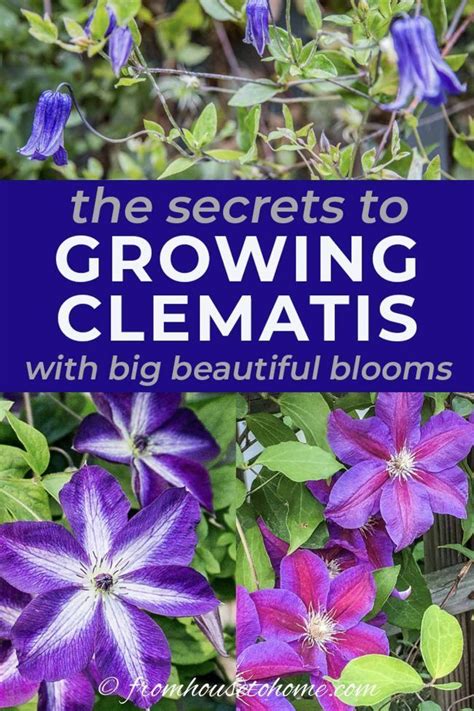 Check spelling or type a new query. Clematis Care: The Ultimate Guide To Growing and Pruning ...