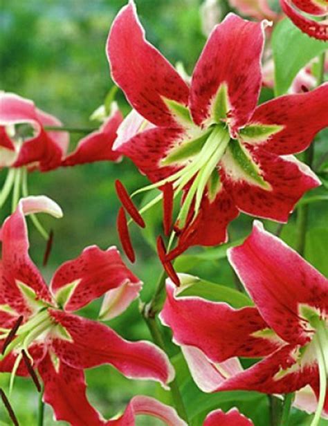 Plant Lily Tigerlily Black Beauty In 2020 Part Shade Flowers