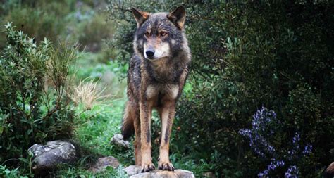 Facilitating coexistence with the Iberian Wolf: lessons from Spain ...
