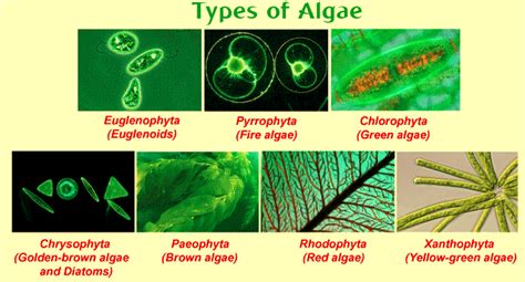 Comparison Of Various Classes Of Algae Overall Science