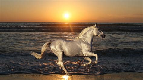 Running Horse On Beach Hd Wallpapers