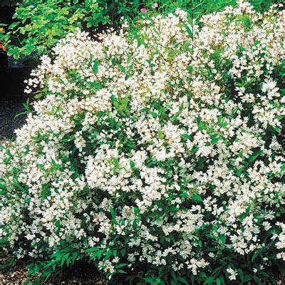 If you have a small yard or if you want to plant shrubs near other small plants, shrubs under 2 feet tall can complement your garden. Best Foundation Plants for Stellar Curb Appeal | Flowering ...
