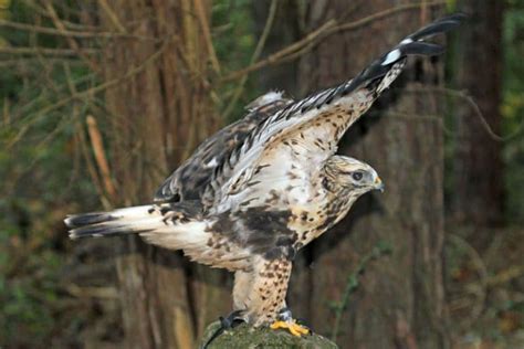 8 Species Of Hawks In Oregon With Pictures Wildlife Informer