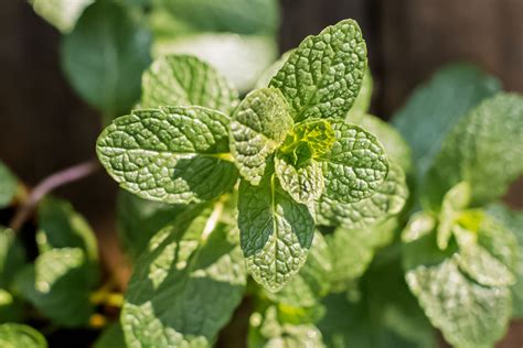 Amber Powlett Does Mint Grow Purple Flowers Jzndybpqzkas M Gelato