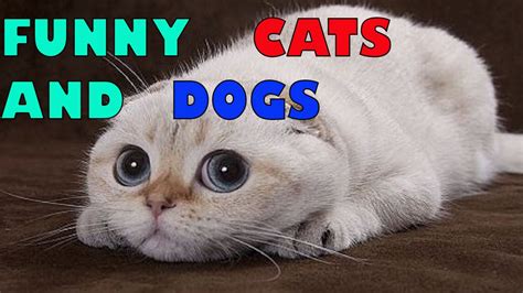 Funny Cats Dogs Cute Animals 3 Youtube