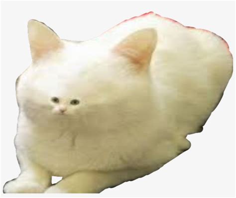 White Cat Valentine Memes