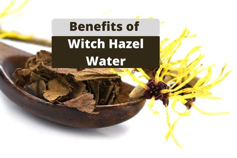 benefits and uses of witch hazel water go lifestyle wiki