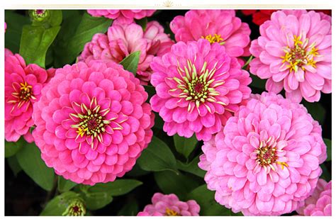 26 Types Of Pink Flowers Tips Pictures Proflowers Blog In 2021
