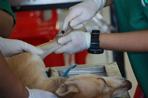 Dog Health Part 1 Parvo Virus 2021 Update Doggie Training Centre