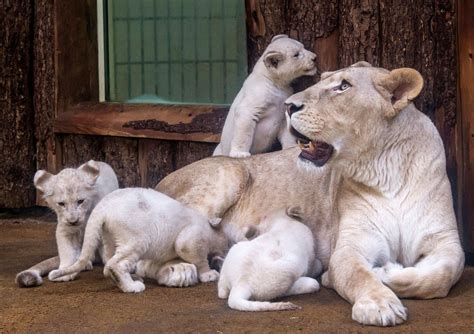 White Lions Born At Magdeburg Zoo Briancarnellcom