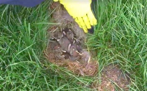 Do You Know How To Spot A Rabbits Nest Watch This To Keep Animals