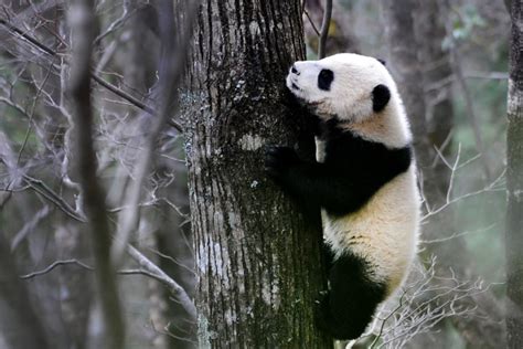 Panda Habitat Is Shrinking And Tourists Are Adding To The Problem