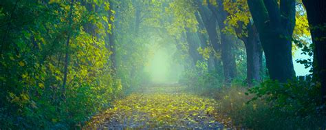 Download Wallpaper 2560x1024 Autumn Path Fog Foliage