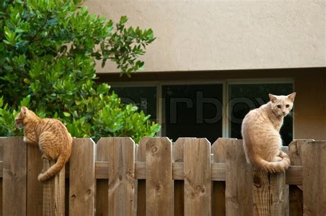 Two Cats Sitting On A Wooden Fence Stock Photo Colourbox