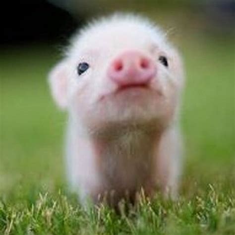 Baby Piggy Too Cute Animals Pinterest