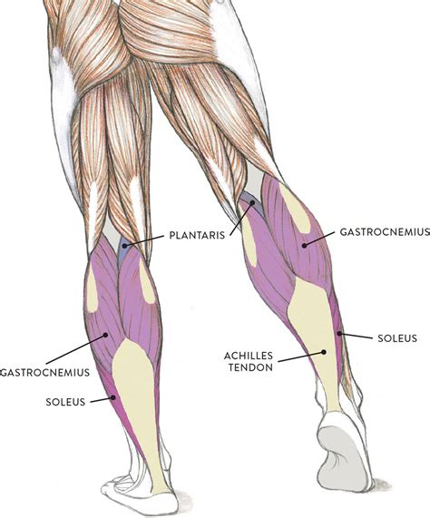 Simple Leg Muscle Diagram Off 70