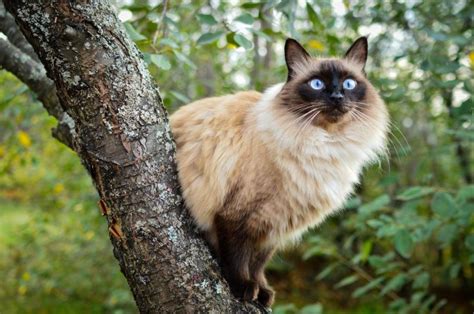 Some cats make managing allergens easier than others, though. Are Balinese Cats hypoallergenic? Tips for Families with ...