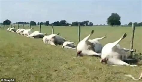 Lightning Strike Kills 23 Cows Instantly After Bolt Struck Metal Fence