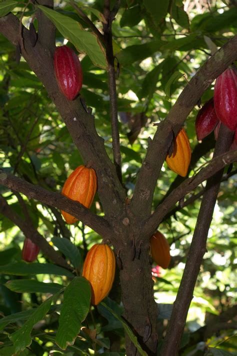 In minecraft, cocoa beans is an item that you can not make with a crafting table or furnace. Cacao trees can live to be 200 years old, but they produce ...