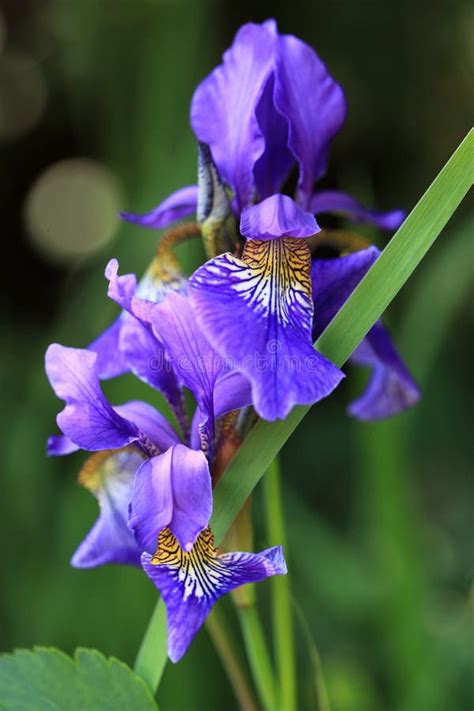 Blue Iris Flowers In The Garden Stock Photo Image Of Blooming Spring
