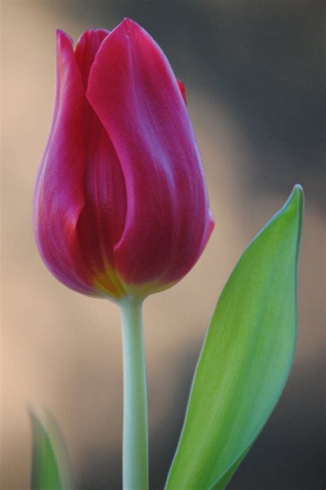 Single Tulip By Heidi V Art On Deviantart Tulips Garden Tulips Flowers