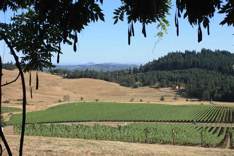 Iris Vineyards Oregon Andre Wine Review