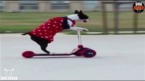 Funny Boston Terrier Compilation Episode 1 2019 Boston Terrier Funny Boston Terrier Puppy