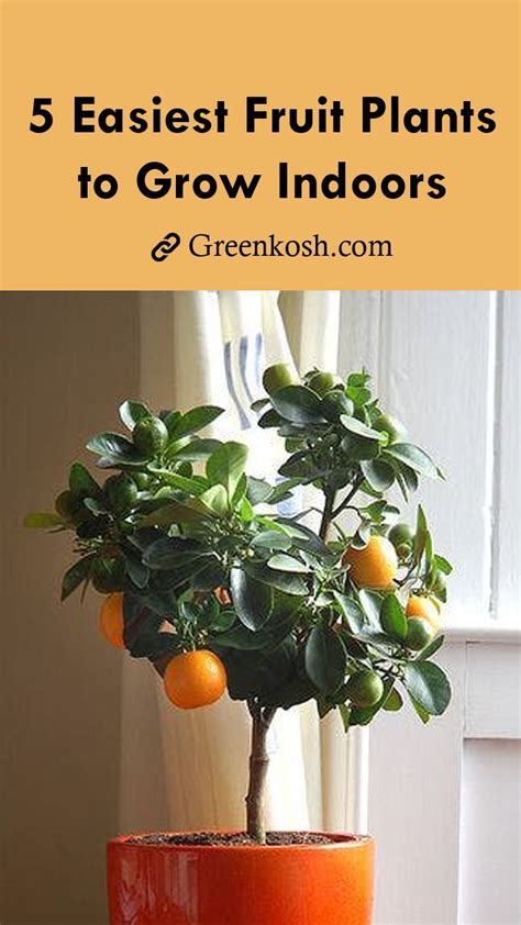 5 Easiest Fruit Plants To Grow Indoor Einrichten Wohnzimmer Schlafzimmer Dekoration