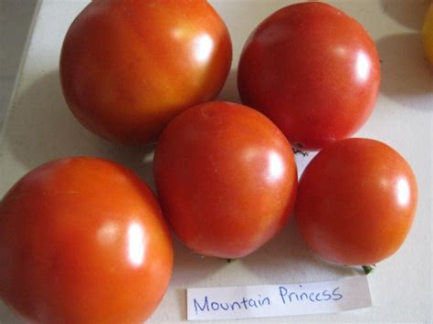Tomato Mountain Princess Seeds Certified Organic Tomatoes