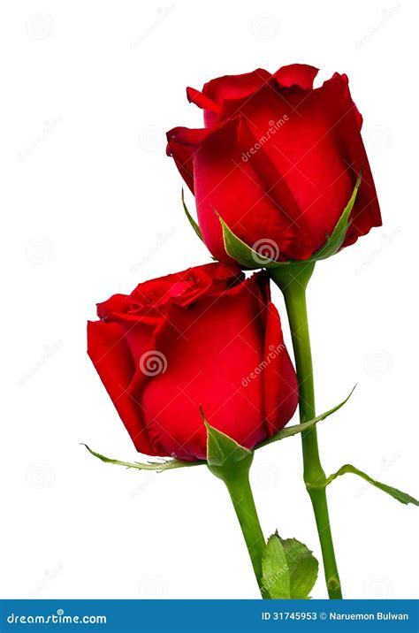 Two Red Rose Isolated On White Stock Photos Image 31745953