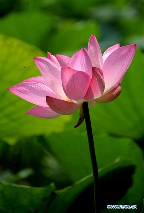 Tourists View Lotus Flowers In Daming Lake In Jinan Peoples Daily Online