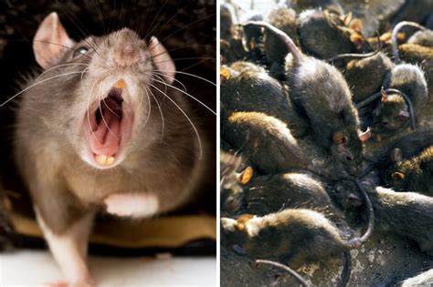 Residents Terrorised As 100s Of Giant Rats Swarm Over Estate In Rampage