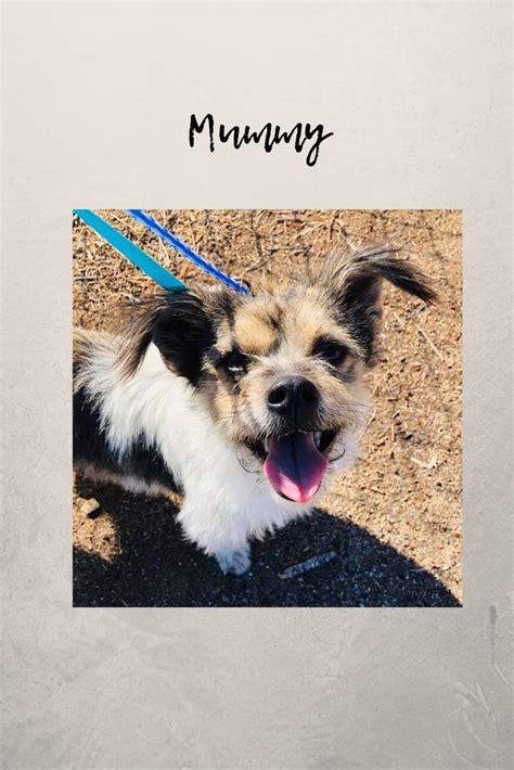 At petsmart, we never sell dogs or cats. Adopt Mummy! | Small dog adoption, Pet adoption near me ...