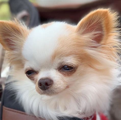 Chihuahua Dog Chiwawa Dog Information Artofit
