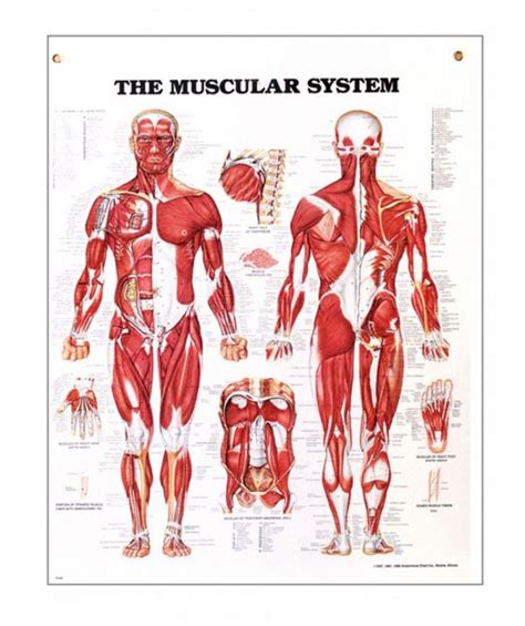 Free Printable Anatomy Charts Laminated Muscular System
