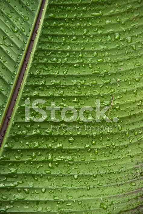 Raindrops On Palm Leaf Stock Photo Royalty Free Freeimages
