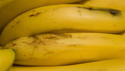 Science Fair Project On Ripening Bananas Sciencing