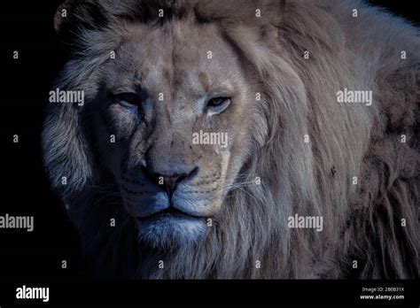 Closeup Portrait Of A Male African Lion Stock Photo Alamy