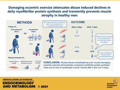 Muscle Damaging Eccentric Exercise Attenuates Disuse Induced Declines
