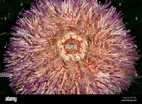 Sea Urchin Uk High Resolution Stock Photography And Images Alamy
