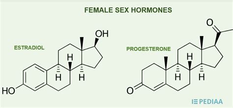 Difference Between Estrogen And Progesterone Definition Production Secretion Role