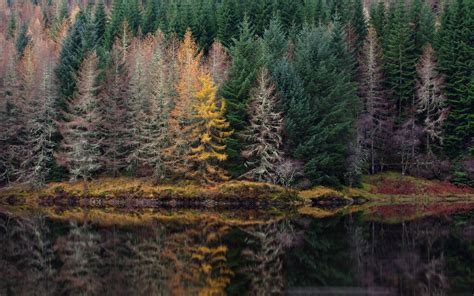 Download Wallpaper 3840x2400 Trees Forest Shore River Reflection