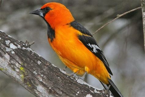 How To Attract Orioles And The 5 Common Types Of Orioles My