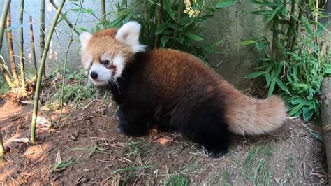 Baby Red Panda Wrestles Bamboo Youtube